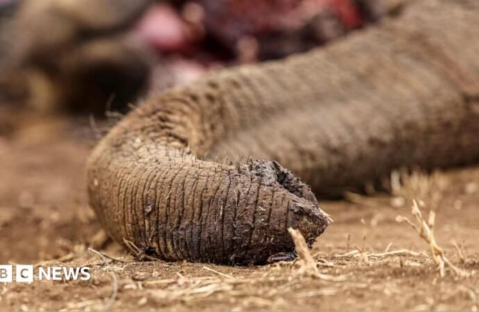 Kenya: Four arrested over suspected poisoning of elephants