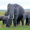 Kenya elephant deaths: Behind the poisoning and the pesticide mystery