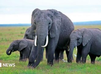 Kenya elephant deaths: Behind the poisoning and the pesticide mystery