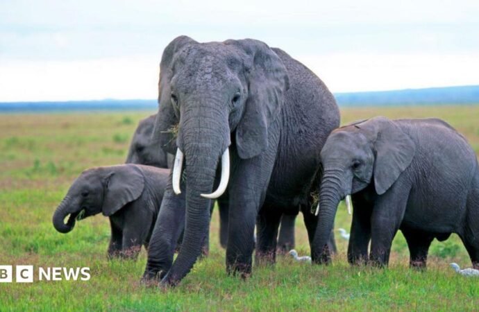 Kenya elephant deaths: Behind the poisoning and the pesticide mystery