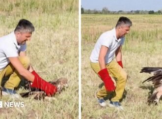 Kidnapped rare Serbian eagle freed into wild after rescue