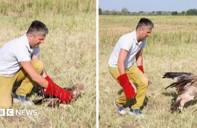 Kidnapped rare Serbian eagle freed into wild after rescue