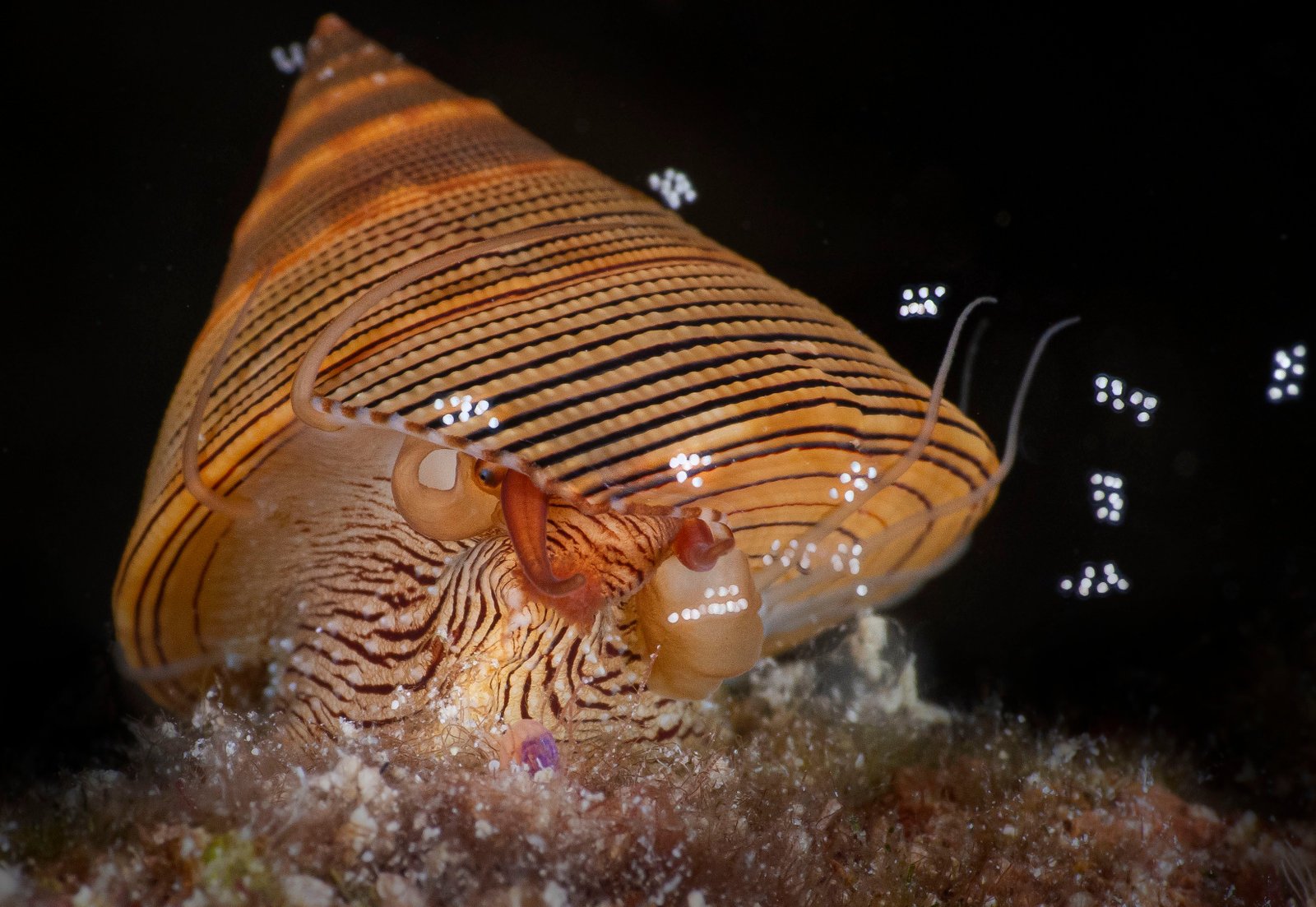 A chocolate-lined top snail releases egg packages into the water