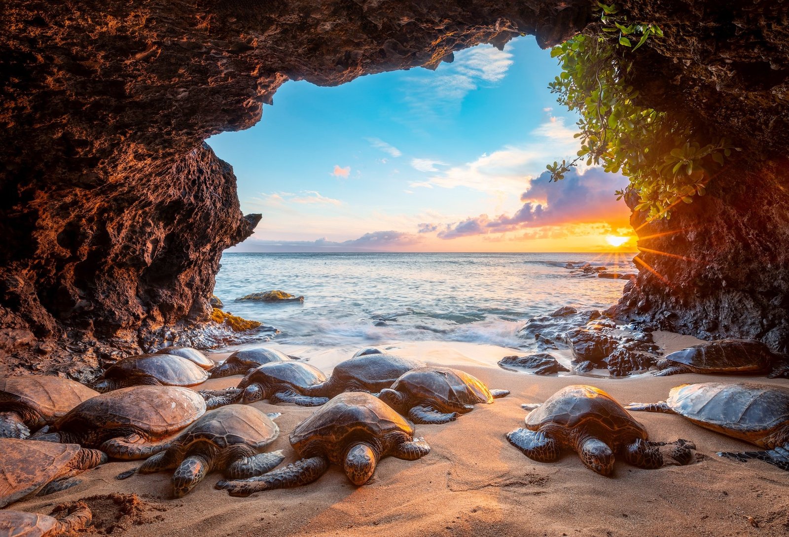 green sea turtles rest together inside a sheltered sea cave at sunset