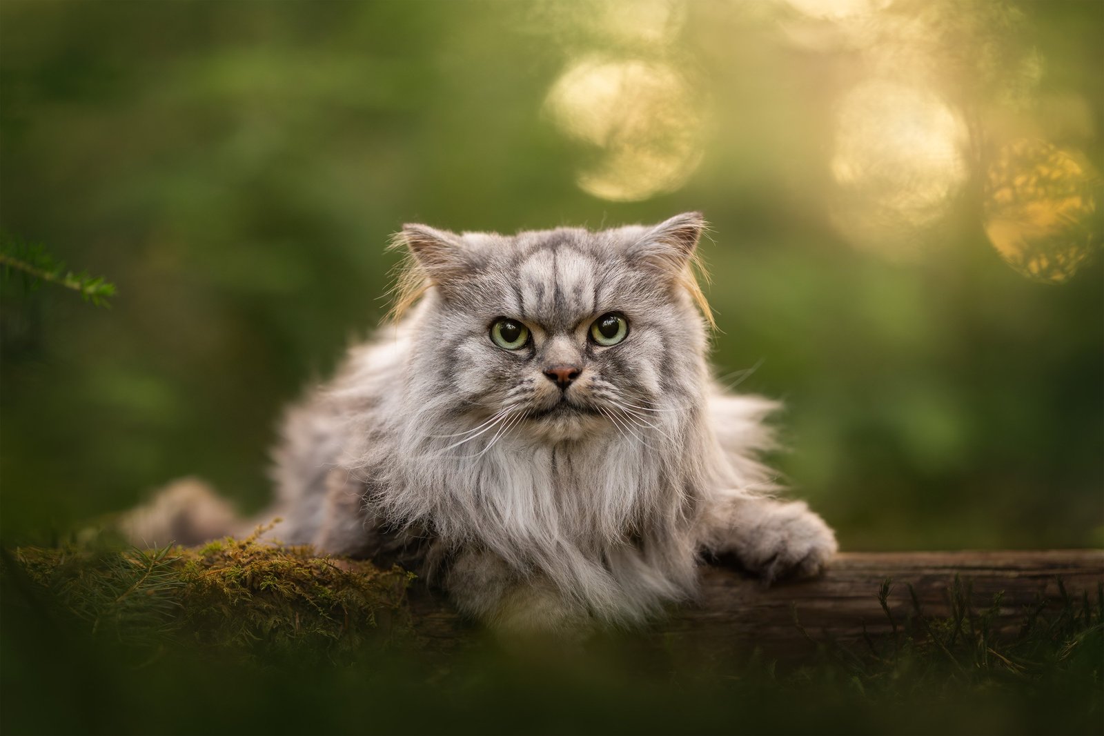 long-haired cat on log