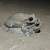 ‘Less desirable’ males confuse female treefrogs looking for a mate