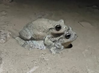 ‘Less desirable’ males confuse female treefrogs looking for a mate