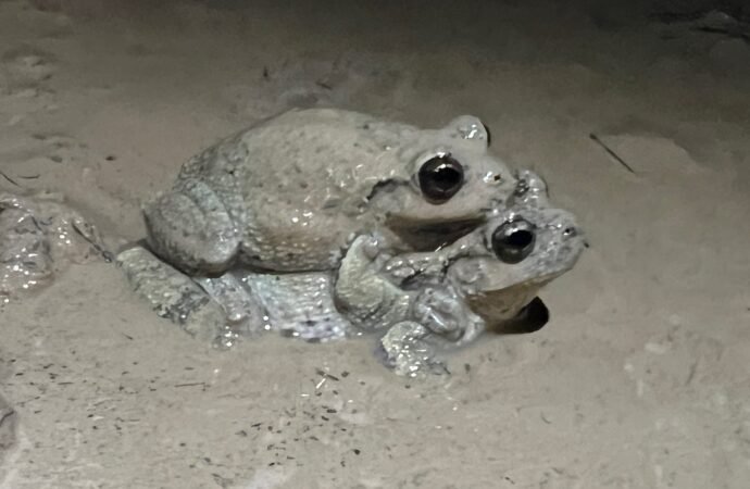 ‘Less desirable’ males confuse female treefrogs looking for a mate