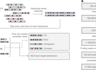 Long-read sequencing reveals pre-meiotic gene conversion in sperm – Nature