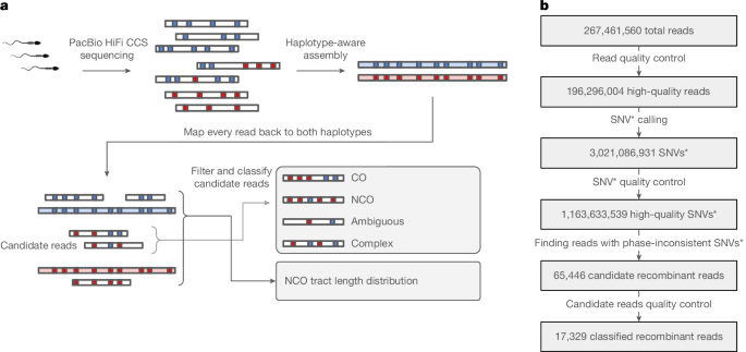 Long-read sequencing reveals pre-meiotic gene conversion in sperm – Nature