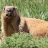 Marmots facing money troubles turn to OnlyFans