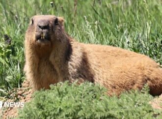 Marmots facing money troubles turn to OnlyFans