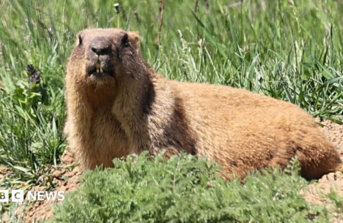 Marmots facing money troubles turn to OnlyFans