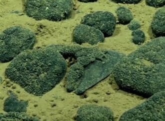 Massive, metal-encrusted megalodon teeth litter deep ocean floor