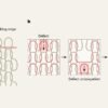 Mathematics holds the secret to ‘ladder-proof’ knitting