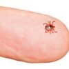 Meat allergy is on the rise — what scientists want to know