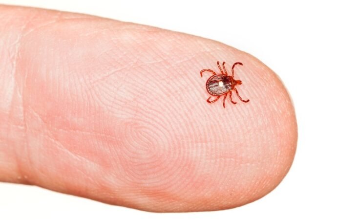 Meat allergy is on the rise — what scientists want to know