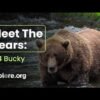 Meet Bucky Dent, one of Katmai’s most innovative bears