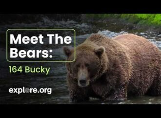 Meet Bucky Dent, one of Katmai’s most innovative bears