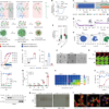 Membranolytic peptide programs immunogenic cell death for cancer therapy – Nature
