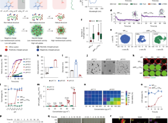 Membranolytic peptide programs immunogenic cell death for cancer therapy – Nature