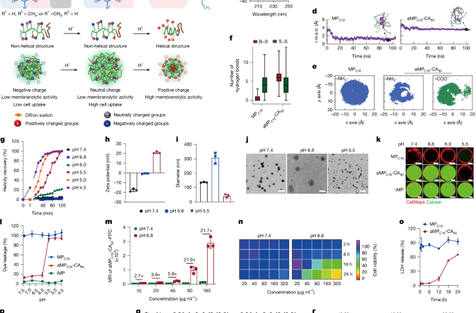 Membranolytic peptide programs immunogenic cell death for cancer therapy – Nature
