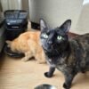 My cats hate each other, but this automatic feeder is helping