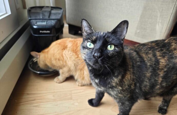 My cats hate each other, but this automatic feeder is helping