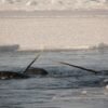 Narwhal tusks are twisty, magical mathematical marvels