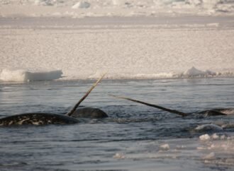 Narwhal tusks are twisty, magical mathematical marvels