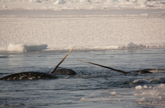 Narwhal tusks are twisty, magical mathematical marvels