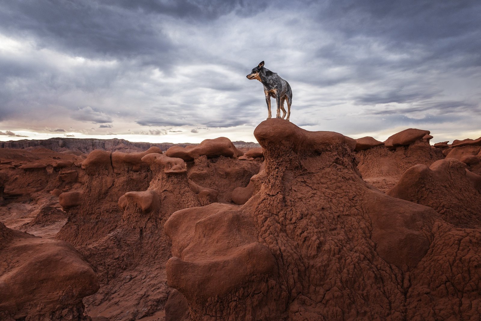 dog on rock formation