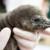 New ‘desert’ penguin chick arrives in Seattle