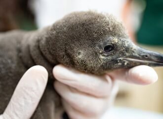 New ‘desert’ penguin chick arrives in Seattle