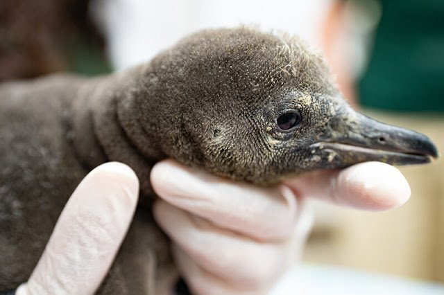 New ‘desert’ penguin chick arrives in Seattle