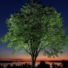 New generation of elm trees could be equipped to beat disease that killed parents