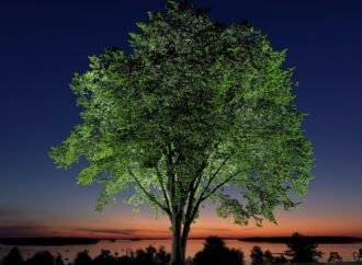 New generation of elm trees could be equipped to beat disease that killed parents