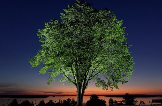 New generation of elm trees could be equipped to beat disease that killed parents