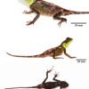 New lizard named after colorful ‘House of the Dragon’ character