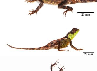New lizard named after colorful ‘House of the Dragon’ character