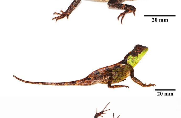 New lizard named after colorful ‘House of the Dragon’ character