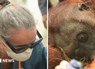 Orangutans in danger as wildfires blaze through Indonesia