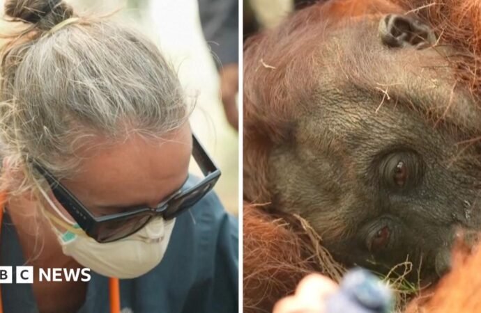 Orangutans in danger as wildfires blaze through Indonesia