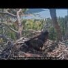 Outside eagle spotted on Jackie and Shadow’s nest