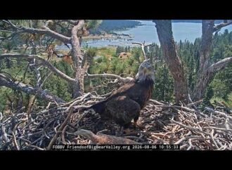Outside eagle spotted on Jackie and Shadow’s nest