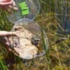 Over 10,000 endangered mountain yellow-legged frogs are taking California by storm