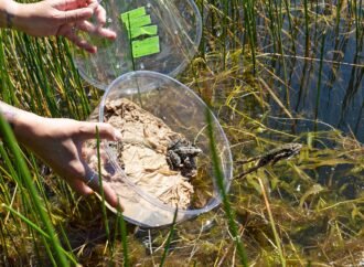 Over 10,000 endangered mountain yellow-legged frogs are taking California by storm