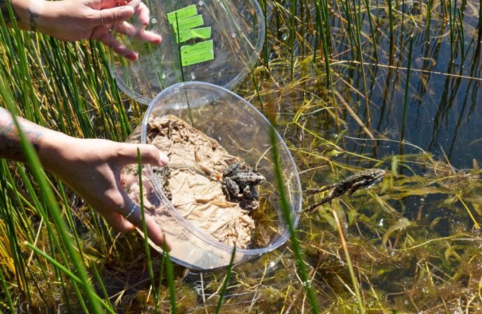 Over 10,000 endangered mountain yellow-legged frogs are taking California by storm