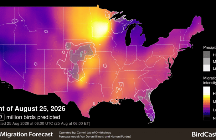 Over 200 million migratory birds are hitting the sky this week