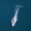 Over 2,000 animals spotted off the coast of Cape Cod